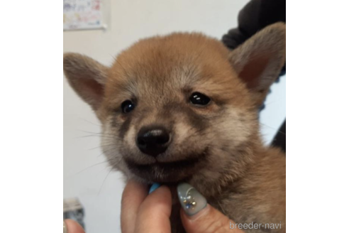 成約済の富山県の柴犬-184138の3枚目